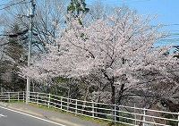 町の花である桜